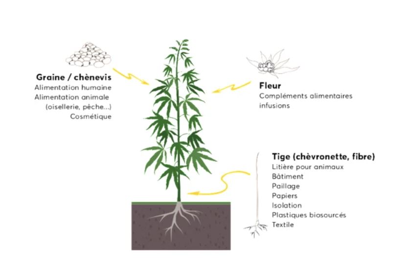 schéma plante de chanvre